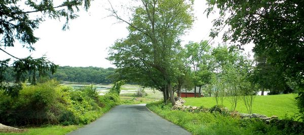 Narrow road along trees