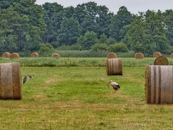 Hay bales in a field