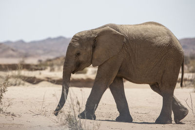 Side view of elephant calf walking on field during sunny day