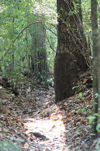 Trees growing in forest