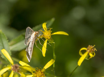 Close-up of butterfly pollinating on yellow flower