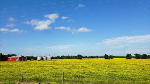 Scenic view of agricultural field filled with yellow wildflowers against blue sky