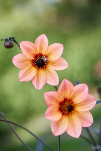 Close-up of pink flower