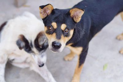 High angle portrait of a dog