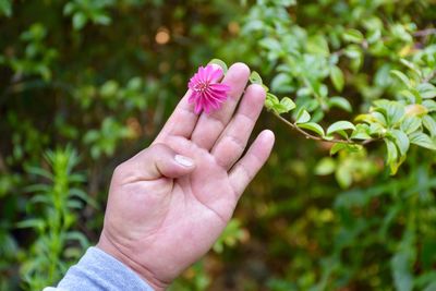 Close-up of hand holding pink flower