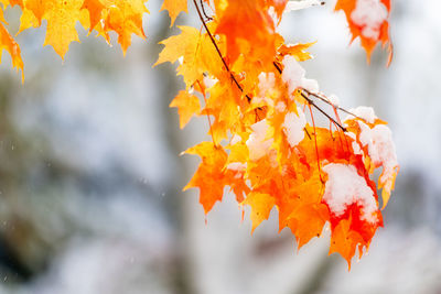 Close-up of autumnal leaves against blurred background