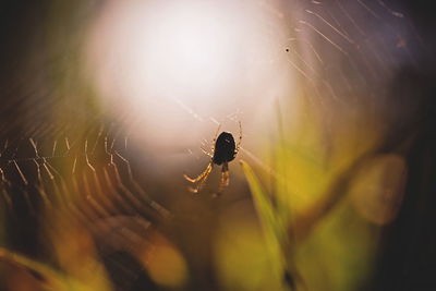 Close-up of spider on web