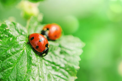 Close-up of ladybug on leaf