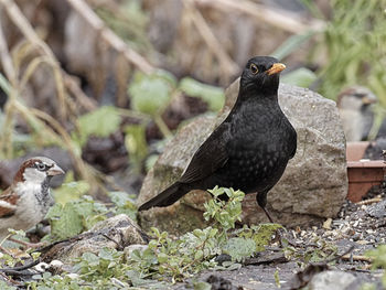 Bird perching on rock