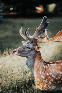 Deer in a field