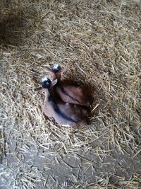 High angle view of crab on hay