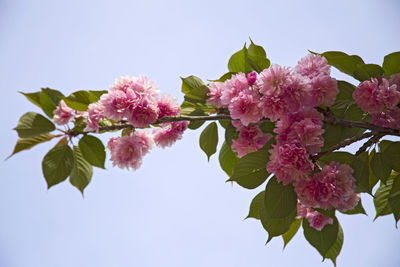 Low angle view of pink flowers blooming on tree