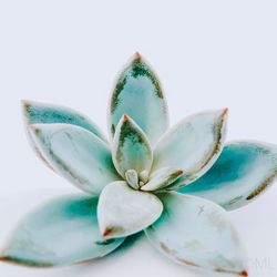 Close-up of succulent plant against white background