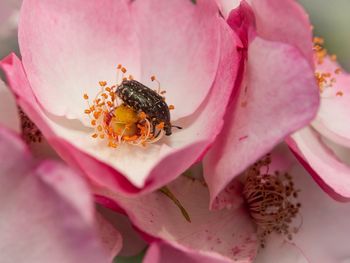 Close-up of bee pollinating on pink flower