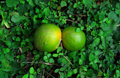 Close-up of fruits growing on plant