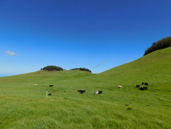 grassland