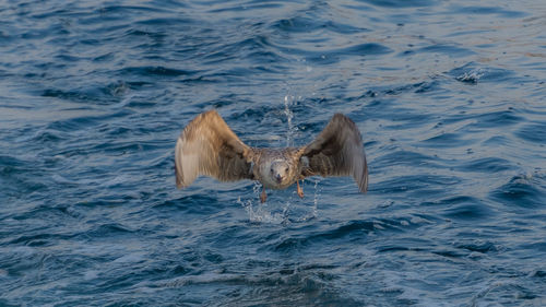 High angle view of duck swimming in sea