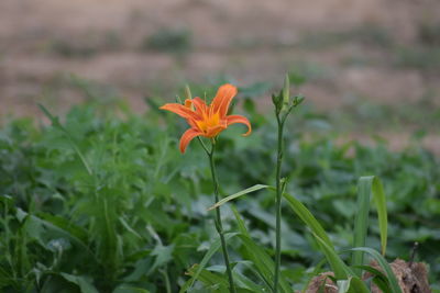 Close-up of orange flower on field