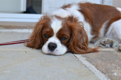 Portrait of dog lying on floor