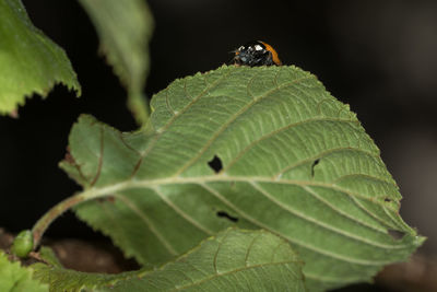 Close-up of insect on leaf