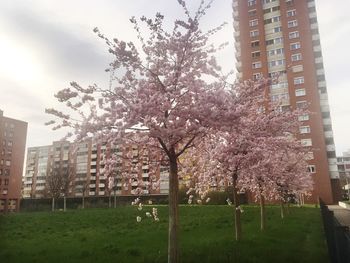 Cherry blossom tree by building in city against sky