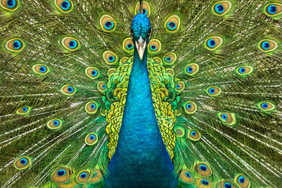 Green peacock with beautiful feathers
