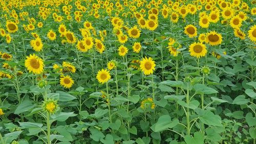 Yellow flowering plants in field