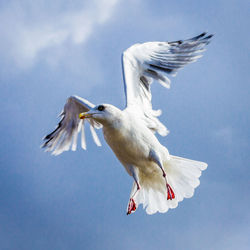 Low angle view of seagull flying against cloudy sky