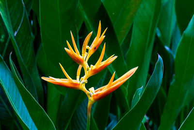 Close-up of orange flower