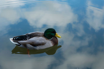 Duck on calm lake