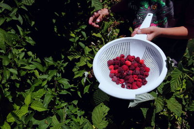 Midsection of woman harvesting raspberries in back yard