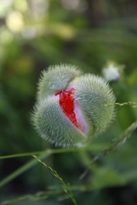 Close-up of red flower bud