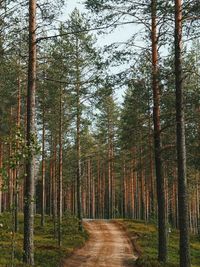 Footpath amidst trees in forest