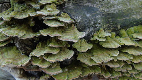 Close-up of leaves