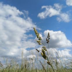 Low angle view of high grass against cloudy sky