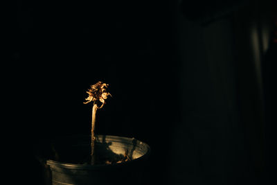 Close-up of flowering plant against black background