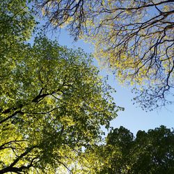 Low angle view of tree against sky