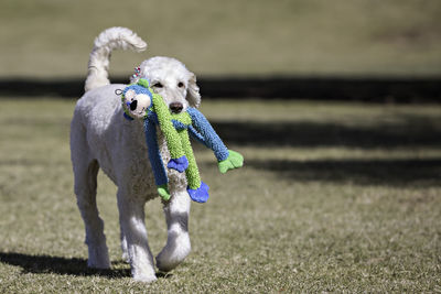 Dog carrying toy in mouth on field