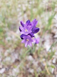 Close-up of purple flowering plant