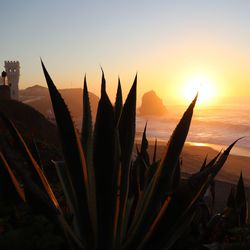 Close-up of silhouette cactus plant against sky during sunset