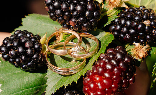 Close-up of blackberries growing on plant