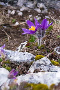 Close-up of purple flowers