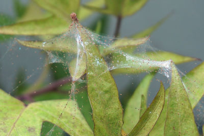 Close-up of wet plant