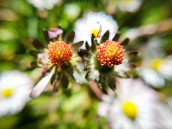 Close-up of white flowering plant