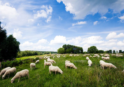 Flock of sheep on field