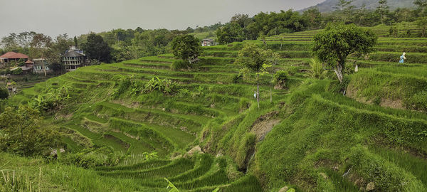 Scenic view of agricultural field against sky