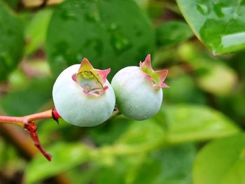 Close-up of flowering plant
