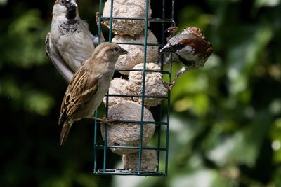 Close-up of bird perching on a feeder