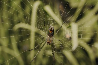 Close-up of spider on web