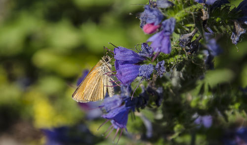 Close-up of butterfly pollinating on purple flower